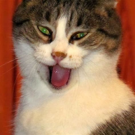 20 Hilarious Cats Laughing At You Best Photography Art Landscapes