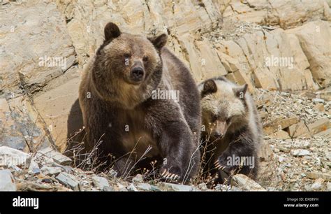 A Baby Grizzly Bear Tries To Copy Its Mother Stock Photo Alamy