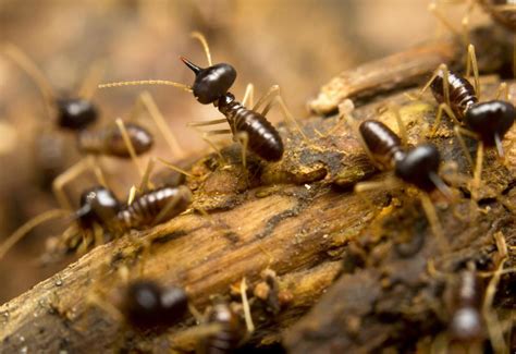What Are Swarming Termites With Pictures