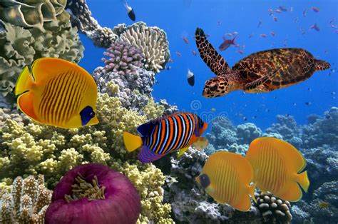 Underwater Scene Showing Different Colorful Fishes Swimming Stock