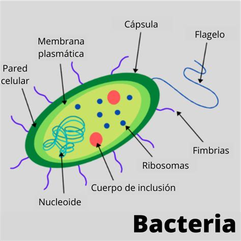 Estructura De Los Microbios