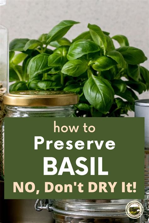 How To Preserve Or Freeze Basil