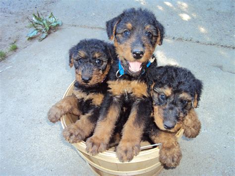 Purebred akc registered airedale terrier puppies from championship european bloodlines. Adelsbergers in Aviation: Airedale puppies for Sale