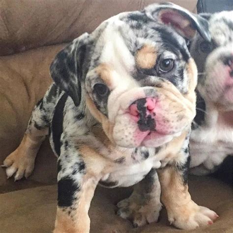 53 Old English Bulldog Puppies For Adoption Pic Bleumoonproductions