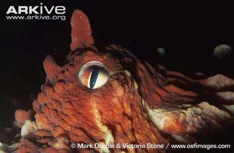 The Eye Of The Giant Pacific Octopus C Mark Deeble And Victoria