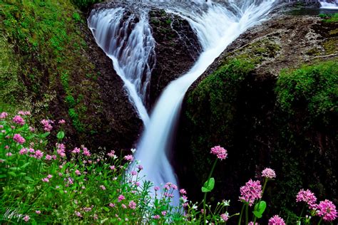 Twister Falls Flowering 2014 Columbia River Gorge