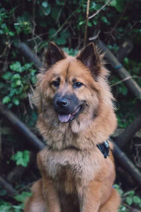 15 German Shepherd Mix Dogs Youll Fall In Love With Your Dog Advisor