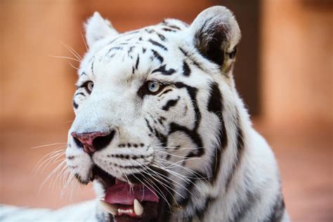 Beautiful White Tiger Portrait Stock Photo Image Of Feline