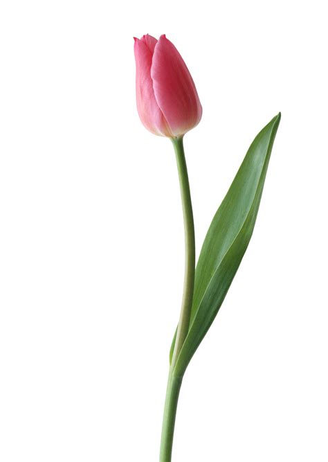 Millions of png images, png cliparts, silhouettes and icons are free download. Gráfico Flower PNG com fundo transparente grátis