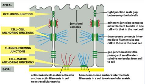 Cytoskeleton Cell Junctions And Extracellular Matrix Flashcards Quizlet