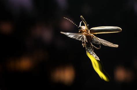 adult fireflies started glowing for sex not to avoid predators science aaas