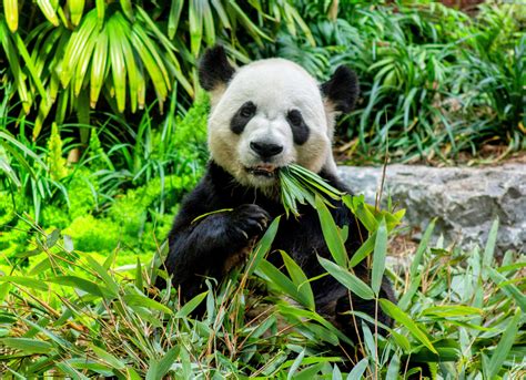 Giant Pandas Have The Perfect Camouflage For Their Natural Habitat