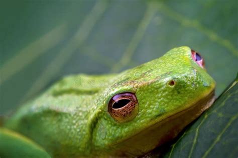 Macro Image Of A Tiny Green Frog Stock Image Image Of Green Natural