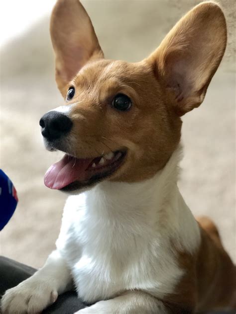 11 week old puppies shots and dewormed crate trained parents onsite ready for their new home.male. Corgi Puppies For Sale | San Diego, CA #314330 | Petzlover