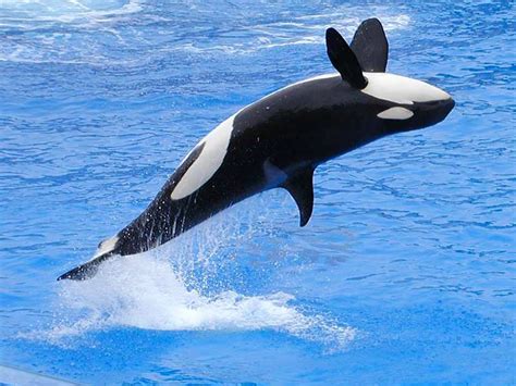 Orca Jumping Animals Wallpapers Hd Desktop And Mobile Backgrounds