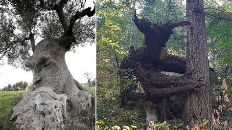 25 Creepy And Funny Trees That Look Like Something Else