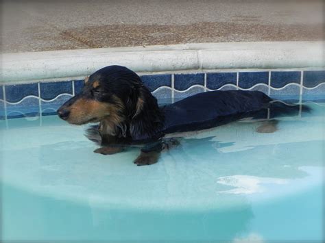 When choosing a bed for your dachshund, try to pick a bed to suit the way your dachshund likes to sleep, stretched out, curled up or perhaps he/she likes to snuggle. The "Hot Dog Blog" - Dachshund Breeder AKC Miniature ...