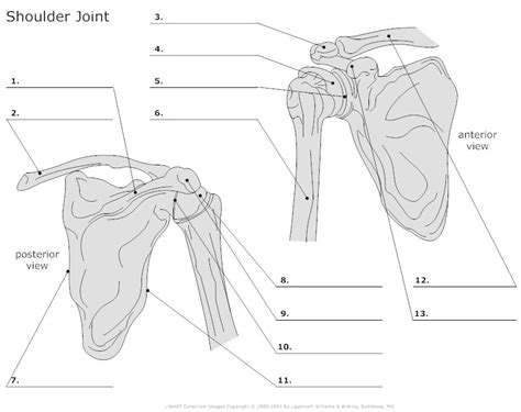 Select from premium shoulder anatomy images of the highest quality. 17 Best Images of Blank Anatomy Worksheets College ...