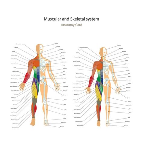 Female Muscles In The Body Diagram Skeletal Muscles And Muscle Groups