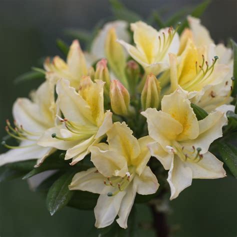 Buy Deciduous Azalea Rhododendron Daviesii £2999 Delivery By Crocus