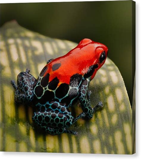 Red Poison Dart Frog Photograph By Dirk Ercken