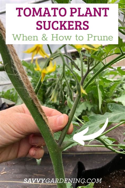 Tomato Plant Suckers When And How To Prune Tomato Plants Trimming