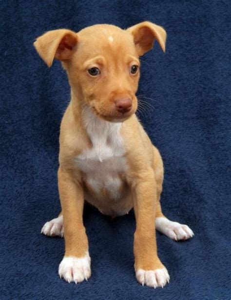 Podenco Puppies Are Just So Cute Podenco Andaluz Sight Hound Love