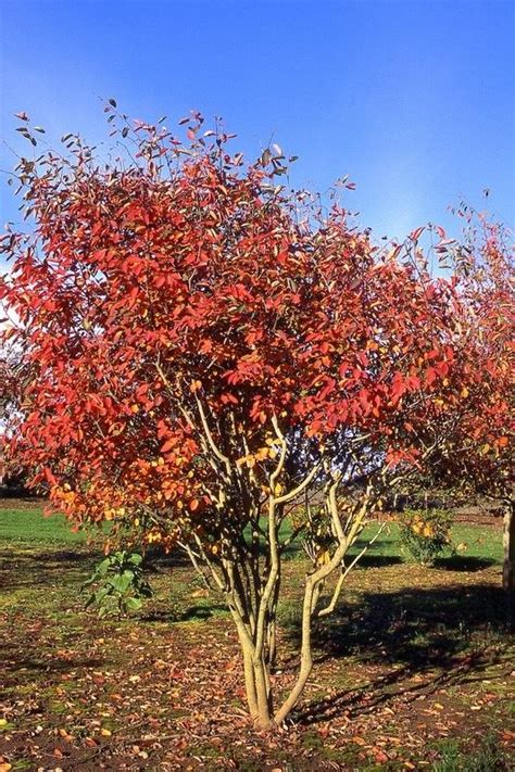 Autumn Brilliance Service Berry Multi Stem Grows 7 8 Feet Srs
