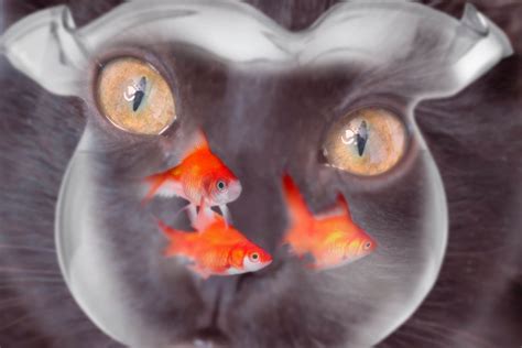 Can Cats Eat Goldfish Is It Safe Wise Kitten