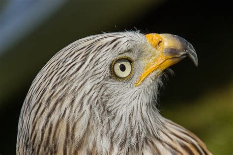 Free Images Wing Wildlife Beak Eagle Hawk Fauna Bird Of Prey