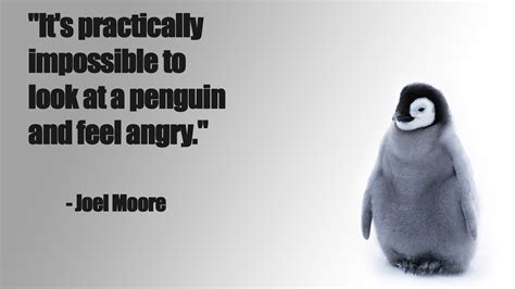 Quote Penguins Angry Happy Wallpapers Hd Desktop And