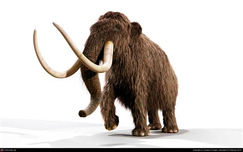 Mammoth History And Some Interesting Facts