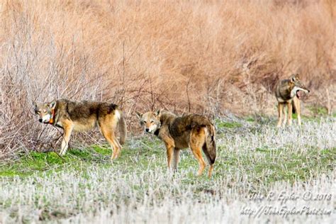 Wild Red Wolves At Alligator River National Wildlife Refuge Photo By