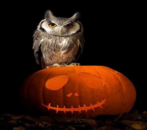 Halloween Owl Hd Wallpaper Peakpx