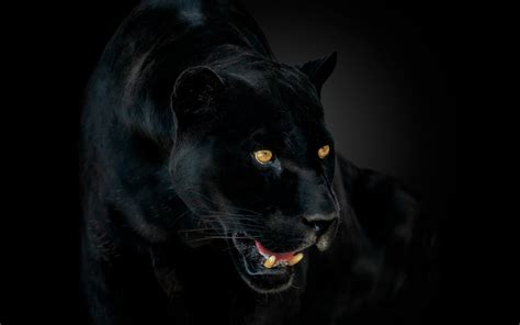 Download Close Up Animal Black Panther Hd Wallpaper
