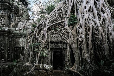 Mysterious Overgrown Temple Entrance Del Colaborador De Stocksy