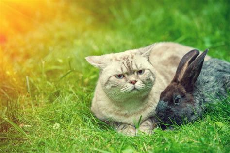 They are one of the most popular pets in the world. Do cats eat rabbits? Can cats and rabbits get along ...