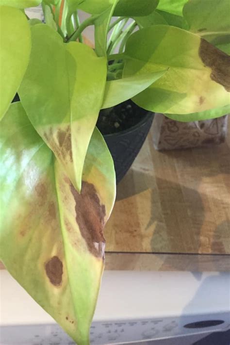 Causes Of Brown Spots On Pothos And Treatment