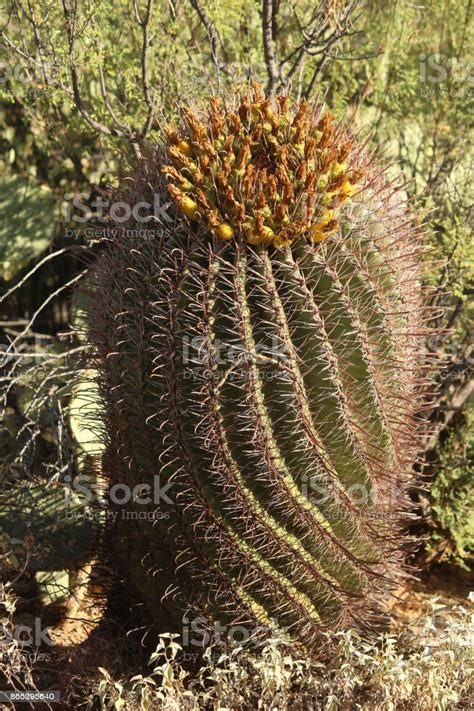 Fishhook Barrel Cactus Ferocactus Wislizeni In Sonoran