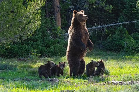 Court Rules To Ensure Yellowstones Grizzly Bears Will Stay Protected