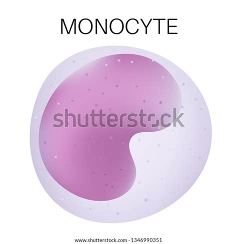 Type White Blood Cell Monocyte Stock Vector Royalty Free 1346990351