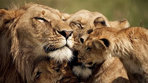 Hd Wallpaper Lion Lioness Love Couple Lion And Cub Wallpaper Flare