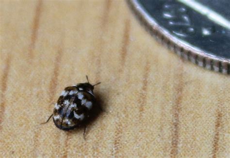 Drugstore Beetle Vs Carpet Beetle 4 Key Differences Whats That Bug