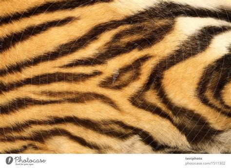 Tiger Fur Coat Real Tradingbasis