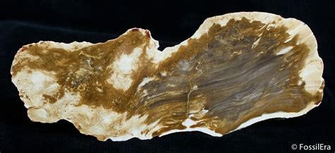 Petrified Driftwood Willamette Valley Oregon 2732 For Sale