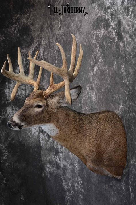 Whitetail Deer Taxidermy Shoulder Mount For Sale Sku 1316