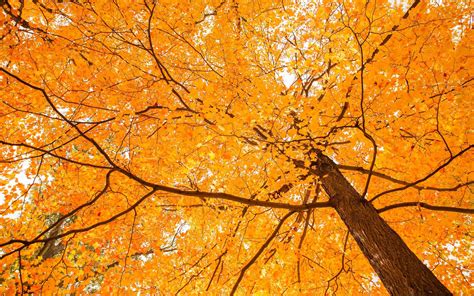 Forest In Autumn Mac Wallpaper Download Allmacwallpaper