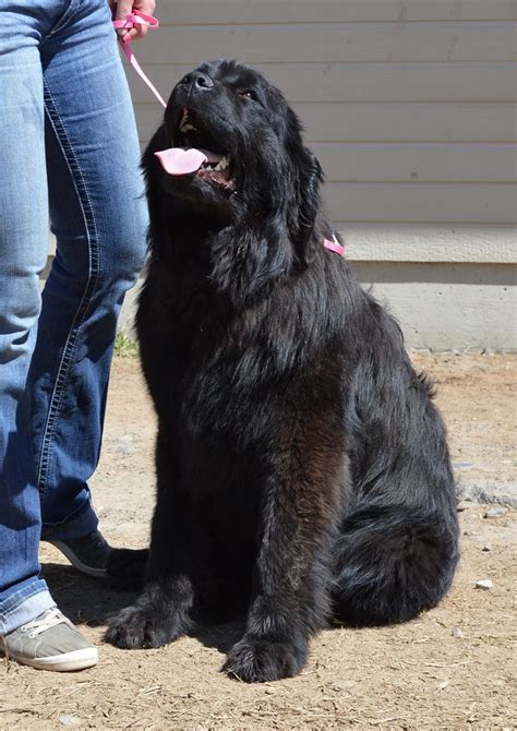 The giant, drooling newfoundland dog grows up to 176 lbs. Available Newfoundland Puppies For Sale in Colorado ...