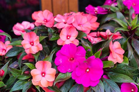 The Best Annuals For Those Shady Spots In Your Backyard Impatiens