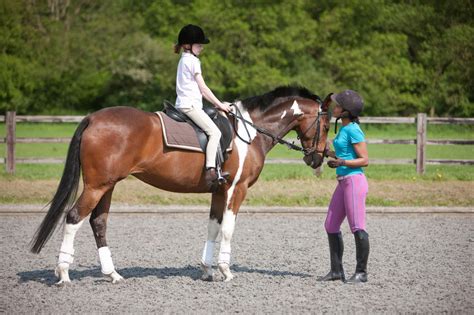 Horse Riding And Equestrian Sports Horseback Riding Lessons Horses